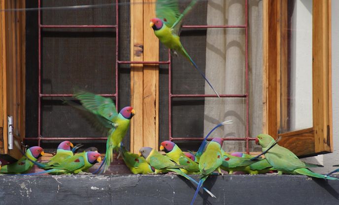 Wild Plum-headed parakeets come to Dolma Ling Nunnery for food during the cold months