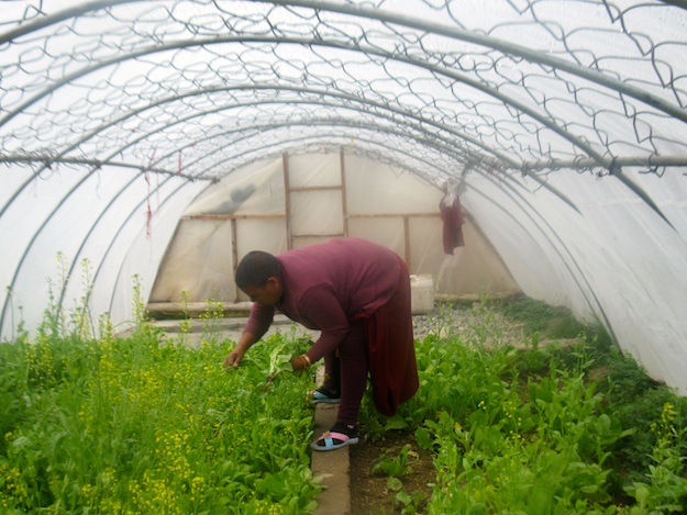 Tibetan Buddhist nun working in greenhouse Sherab Choeling 2014