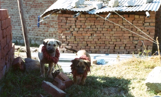 archival photo of Dolma Ling Nunnery 1993 by Julie Brittain