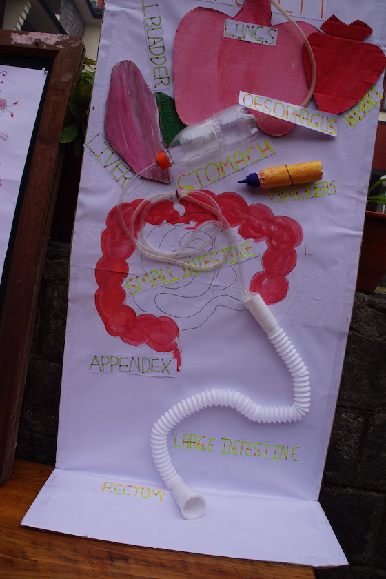 Human digestive system display by nuns
