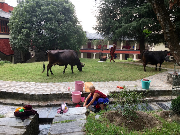 cows, Tibetan Nuns Project, nunnery, Dolma Ling, cow barn project