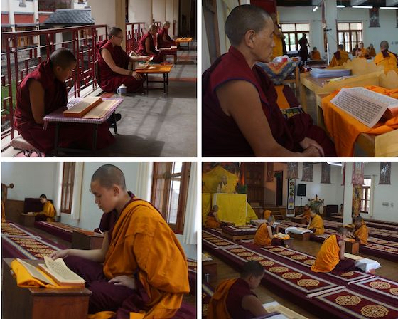 Saga Dawa Tibetan Buddhist nuns reading Kangyur 2020