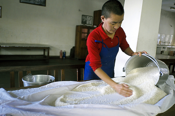 Tibetan Buddhist nun checking rice