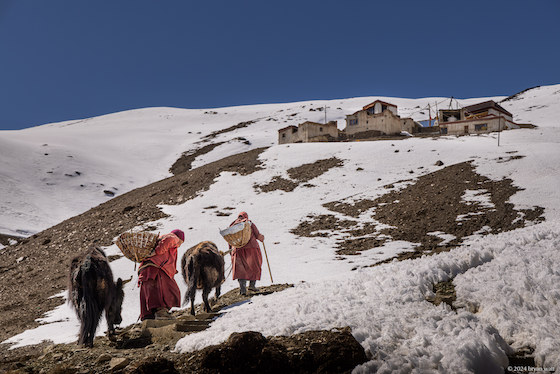 Collecting dung for fuel in Zanskar