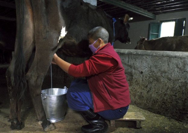 Nun milking a cow, Dolma Ling Nunnery cows, Buddhist nunnery