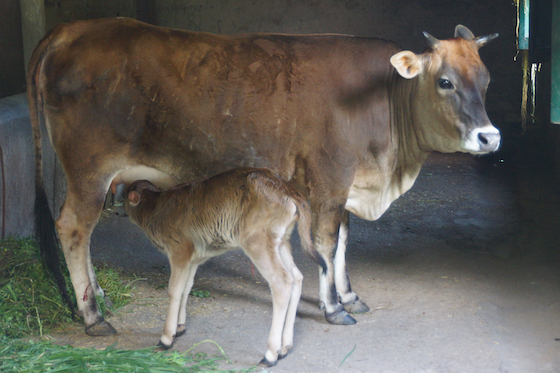 dairy cow and calf Dolma Ling Life under Covid-19