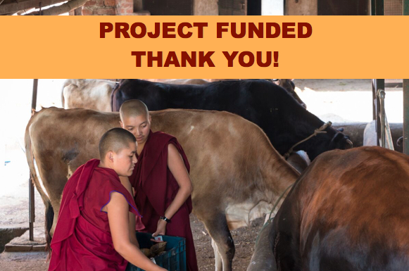 cows, cow barn floor, Dolma Ling Nunnery, Tibetan nuns and cows