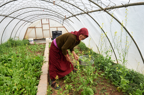 Tibetan Buddhist nun working in greenhouse in Spiti