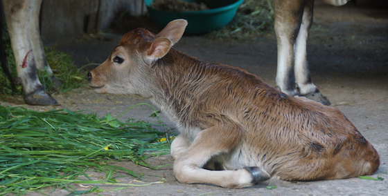 new calf born at Dolma Ling Nunnery April 2020