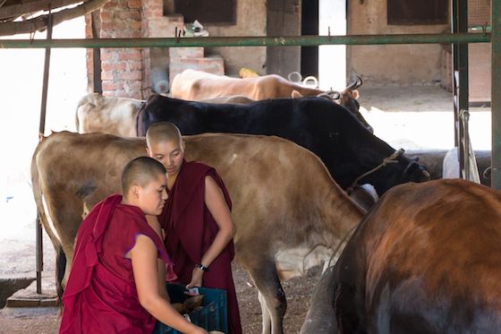 Tibetan Buddhist nuns and dairy cows at Dolma Ling