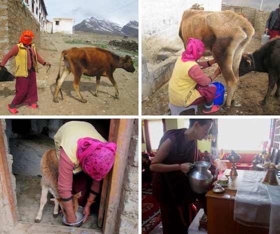 taking care of the cows at Sherab Choeling Nunnery